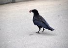Raaf (Corvus corax) Ulaanbaatar 07-08-2016
